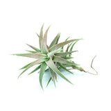 T. Van-hyningii