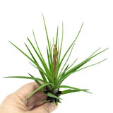 T. Tricolor Melanocrater