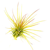 T. Andreana