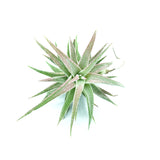 T. Van-hyningii