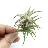 T. Van-hyningii