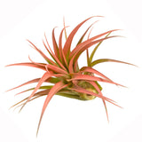 Peach Abdita Air Plant